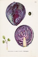 Vörös káposzta, színes nyomat 1961, növény, zöldség