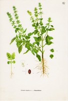 Bazsalikom, színes nyomat 1961, növény, levél, virág, fűszer, gyógynövény