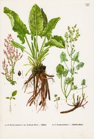 Sóska és szürke sóska, színes nyomat 1961, növény, zöldség, virág