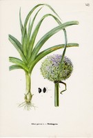 Póréhagyma, színes nyomat 1961, növény, virág, fűszer, zöldség