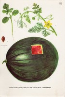 Görögdinnye I., színes nyomat 1961, növény, gyümölcs, virág
