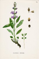 Kerti zsálya, színes nyomat 1961, növény, virág, gyógynövény