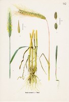 Rozs, színes nyomat 1961, növény, gabona