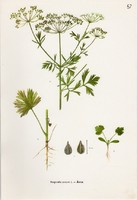 Ánizs, színes nyomat 1961, növény, virág, fűszer