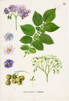Burgonya II., színes nyomat 1961, növény, levél, virág, zöldség