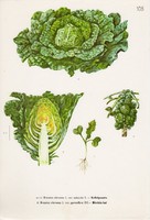 Kelkáposzta és Bimbós kel, színes nyomat 1961, növény, levél, virág, zöldség
