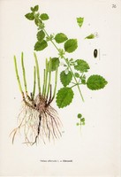 Citromfű, színes nyomat 1961, növény, virág, gyógynövény