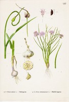 Fokhagyma és Metélő hagyma, színes nyomat 1961, növény, virág, fűszer, gyógynövény