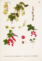 Kerti ribiszke és Veres ribiszke, színes nyomat 1961, növény, levél, virág, gyümölcs