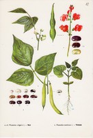 Bab és Tűzbab, színes nyomat 1961, növény, levél, virág