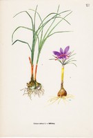 Sáfrány, színes nyomat 1961, növény, virág, fűszer