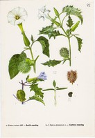 Szelíd maszlag és csattanó maszlag, színes nyomat 1961, növény, levél, virág, gyomnövény