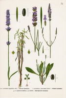Orvosi levendula, Hibrid levendula, Széleslevelű levendula, színes nyomat 1961, növény, virág