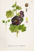 Fekete mályvarózsa, színes nyomat 1961, növény, levél, virág, gyógynövény