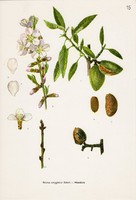 Mandula, színes nyomat 1961, növény, levél, virág, gyümölcs