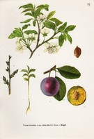 Ringló, színes nyomat 1961, növény, levél, virág, gyümölcs