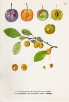 Ringló és Mirabella, színes nyomat 1961, növény, levél, virág, gyümölcs