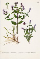 Borsos menta és fodormenta, színes nyomat 1961, növény, levél, virág, fűszer, gyógynövény