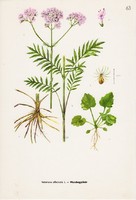 Macskagyökér, színes nyomat 1961, növény, gyógynövény, levél, virág