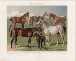 Lovak I, litográfia 1896, német nyelvű, eredeti színes nyomat, ló, lófajták, háziállat