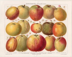 Almafajták, litográfia 1894, német nyelvű, eredeti, színes nyomat, alma, gyümölcs