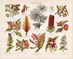 Virágok, növények, litográfia 1898, német nyelvű, eredeti, színes nyomat, növény, virág