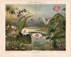 Vízinövények, litográfia 1898, német nyelvű, eredeti, színes nyomat, növény, virág