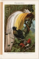 Paradicsommadár, litográfia 1896, német nyelvű, eredeti, színes nyomat, madár