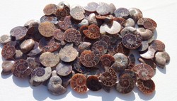 Több millió éves ammonitesz, ammonita, lábasfejű, fosszília ékszernek, dísznek 350.-Ft/db