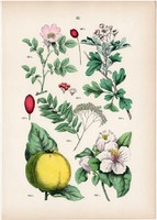 Birs, madárberkenye, cseregalagonya, vadrózsa litográfia 1884, német, eredeti, növény, virág