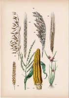 Palka, kukorica, köles, abrakzab, búza, rozs, árpa litográfia 1884, növény, virág