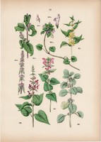 Orvosi pemetefű, erdei tisztesfű, foltos árvacsalán litográfia 1884, növény, virág