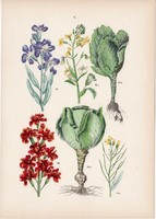 Nyári viola, sárgaviola, vadkáposzta litográfia 1884, német, növény, virág