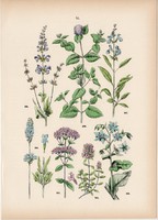 Borágó, levendula, orvosi zsálya, vízi menta, kakukkfű, szurokfű litográfia 1884, növény, virág