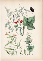 Kaszanyűg bükköny, főzeléklencse, borsó, tűzbab, lednek litográfia 1884, német, eredeti, növény