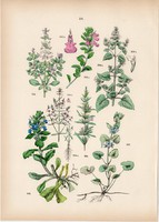 Sarlós gamandor, illatos macskamenta, repkény, borsikafű, rozmaring litográfia 1884, növény, virág
