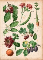 Szilva, cseresznye, répa, zöldbab, citrus, petúnia, litográfia 1880, eredeti, 24 x 34 cm, nagy méret