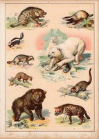 Medve, jegesmedve, mosómedve, borz, nyest, litográfia 1880, eredeti, 24 x 34 cm, nagy méret, állat