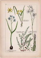 Csillagvirág, spárga és farkasszőlő, kikerics, gyöngyvirág, litográfia 1895, 17 x 25 cm, növény