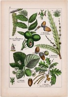 Dió, tölgyfa, bükk, gesztenye és nyírfa, mogyoró, gyertyán, litográfia 1895, 17 x 25 cm, növény