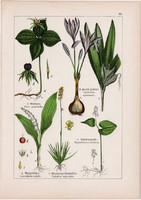 Farkasszőlő, kikerics, gyöngyvirág és csillagvirág, spárga, litográfia 1895, 17 x 25 cm, növény