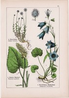 Hamis ördögszem, harangvirág, varjúköröm és katáng, bakszakáll, litográfia 1895, 17 x 25 cm, növény