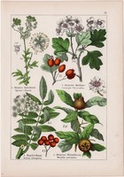 Galagonya, madárberkenye, naspolya és szamóca, vadszeder, litográfia 1895, 17 x 25 cm, növény, virág