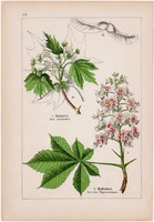 Juharfa, vadgesztenye és szőlő, magyal, vadszőlő, litográfia 1895, 17 x 25 cm, növény, virág