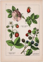 Szamóca, vadszeder és galagonya, madárberkenye, naspolya, litográfia 1895, 17 x 25 cm, növény, virág