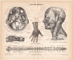 Az ember idegrendszere I., litográfia 1888, színes nyomat, eredeti, anatómia, gyógyászat, ideg
