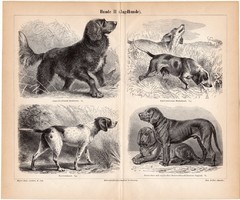 Vadászkutyák, egyszínű nyomat 1886, német nyelvű, eredeti, kulya, vadászat, vizsla, szetter, véreb