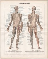 Az ember izomzata, litográfia 1888, színes nyomat, eredeti, anatómia, gyógyászat, izom, német