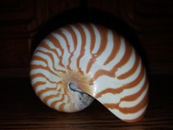 Gyönyörű Nautilus Csigaház