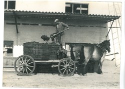 Borászat, szőlészet Vintage fotó 18*25 Prehoda József borász felvétele